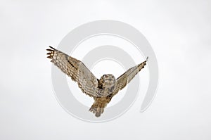 Cape Eagle Owl, bubo capensis in Flight