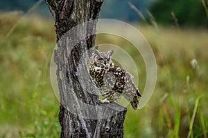Cape eagle owl Bubo capensis is a large bird of prey perched in wild