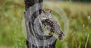Cape eagle owl Bubo capensis is a large bird of prey perched in wild