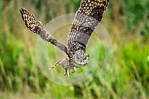 Cape eagle owl  bubo capensis a nocturnal raptor bird in flight in the wild