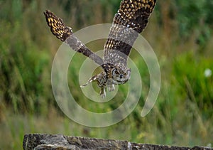 Cape eagle owl  bubo capensis a nocturnal raptor bird in flight in the wild