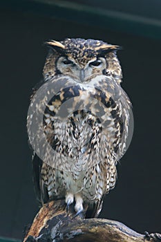 Cape eagle-owl