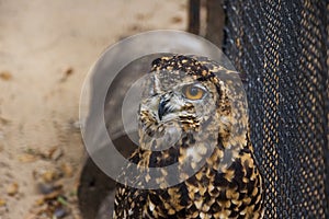 Cape Eagle Owl in Captivity