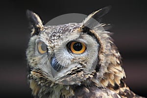 Cape eagle owl