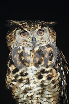 Cape eagle-owl