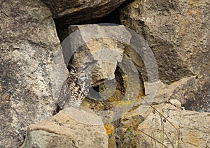Cape eagle-owl sitting on a rock
