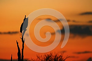 Cape Eagle Owl Sunset