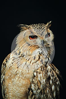 Cape eagle owl