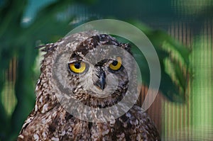 Cape Eagle Owl with Yellow Eyes