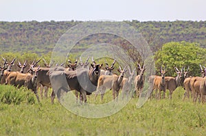Cape Eland - African Antelope 2