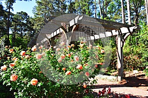 Cape Fear Botanical Garden, Fayetteville, NC