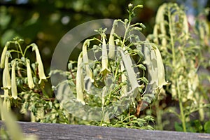 cape figwort flowers