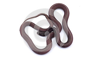 The Cape file snake isolated on white background