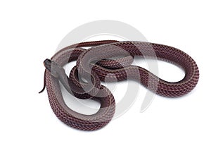 The Cape file snake isolated on white background