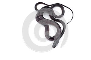 The Cape file snake isolated on white background