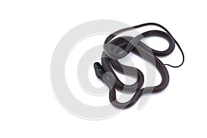 The Cape file snake isolated on white background