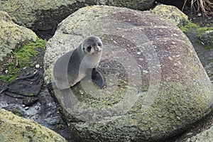 Cape Foulwind puppy seal on West Coast of New Zealand