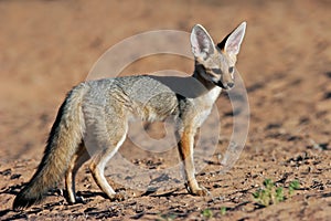 Cape fox