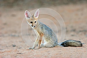 Cape fox
