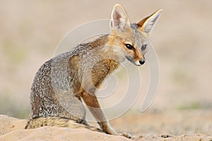 Cape fox