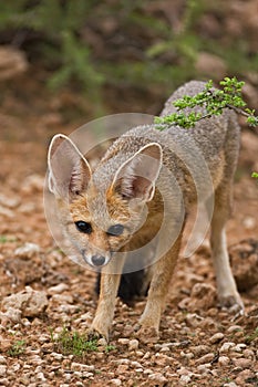 Cape fox