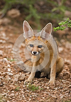 Cape fox