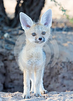 Cape fox baby