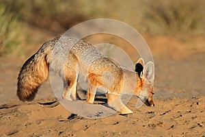 Cape fox digging at its den