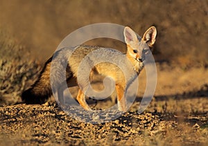 Cape fox, Kalahari desert, South Africa
