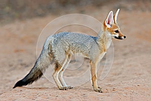 Cape fox in natural habitat