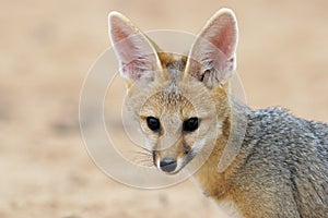 Cape fox portrait