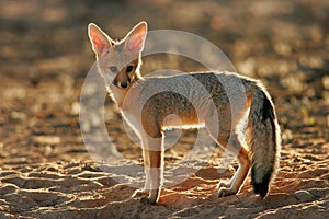 Cape fox (Vulpes chama) photo