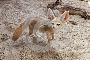 Cape fox (Vulpes chama) photo
