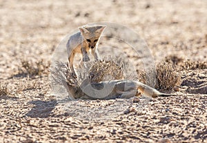 Cape Foxes playing