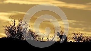 Cape foxes silhouetted at sunrise - Kalahari desert