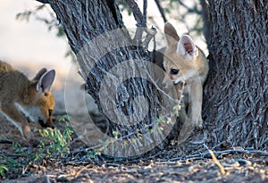 Cape Foxes tree