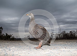 Cape Francolin