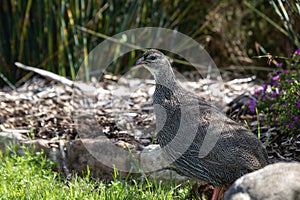 A Cape Francolin Pternistis capensis in South Africa is standing in the grass