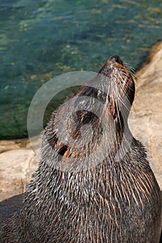 Cape Fur seal