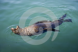 Cape fur seal