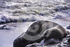 Cape fur seal