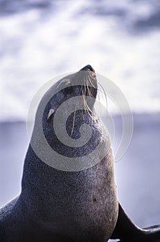 Cape fur seal