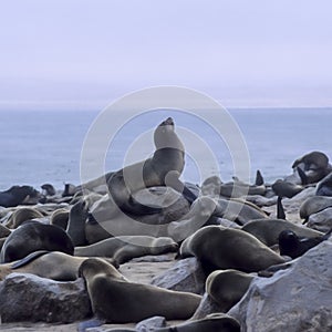 Cape Fur Seal