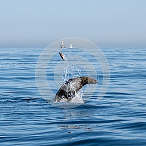 Cape Fur Seal