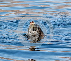 Cape Fur Seal