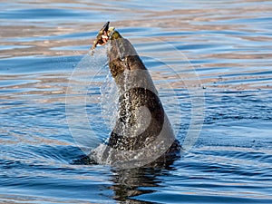 Cape Fur Seal