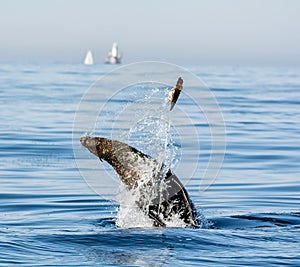 Cape Fur Seal