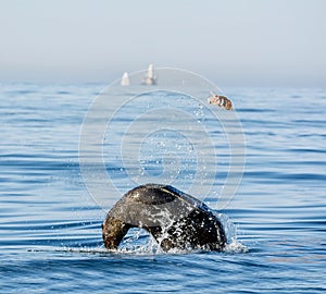 Cape Fur Seal