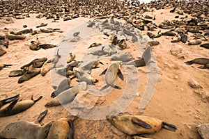 Cape fur seal