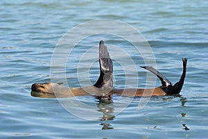 Cape Fur Seal